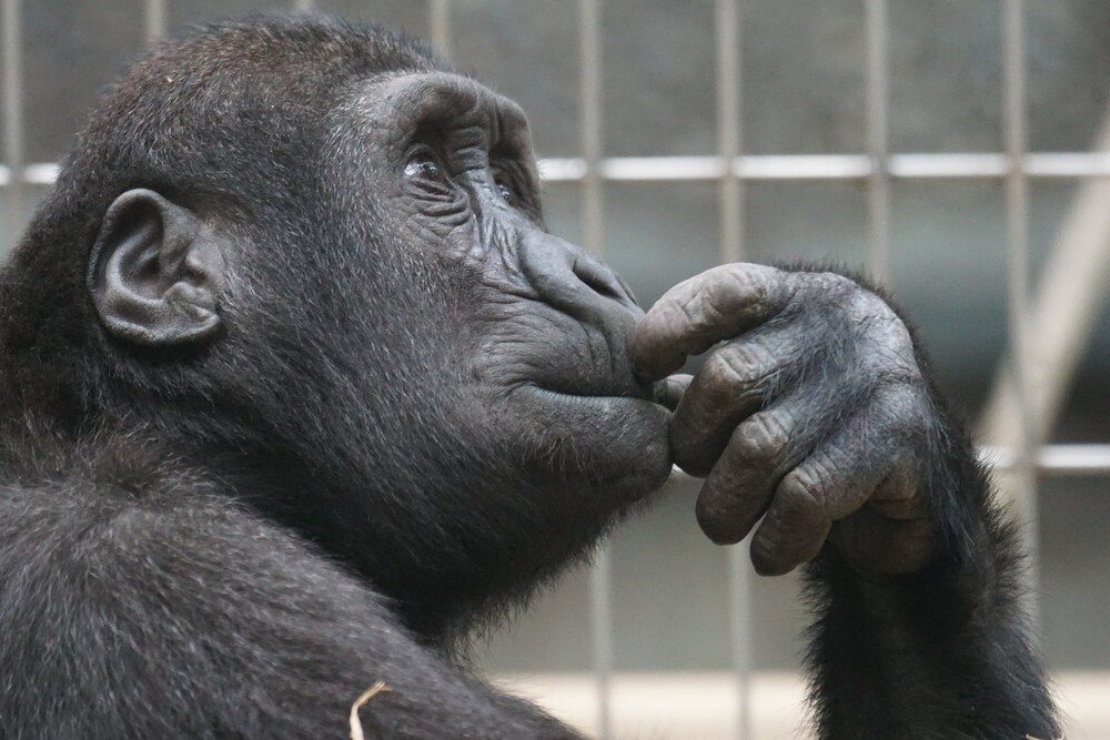 Reason vs. Emotions: How Do Make Decisions?
